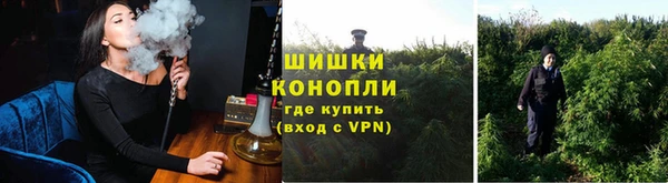 прущие грибы Белокуриха