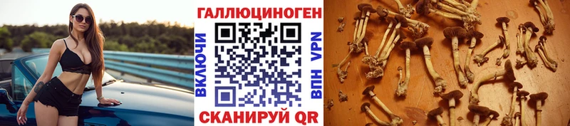 сайты даркнета Telegram  Котлас  Псилоцибиновые грибы мицелий  сколько стоит 